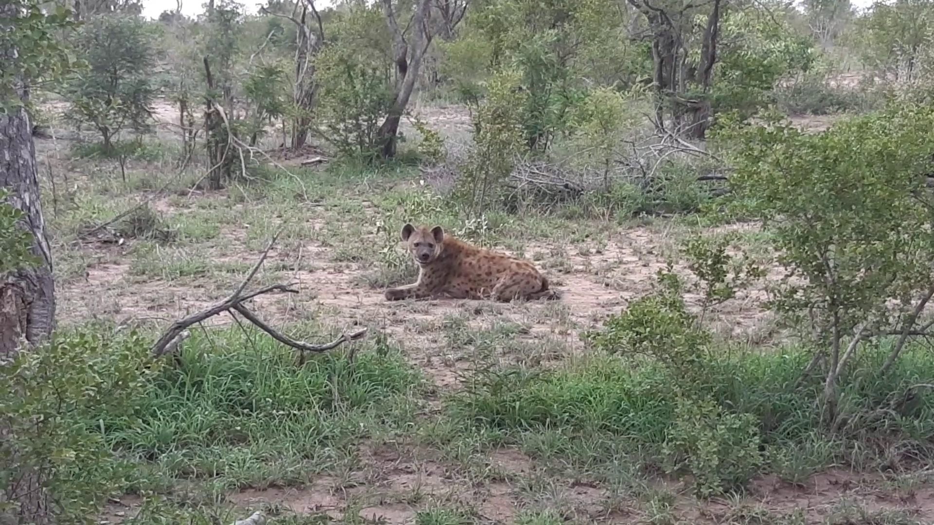  Manyeleti Game Reserve