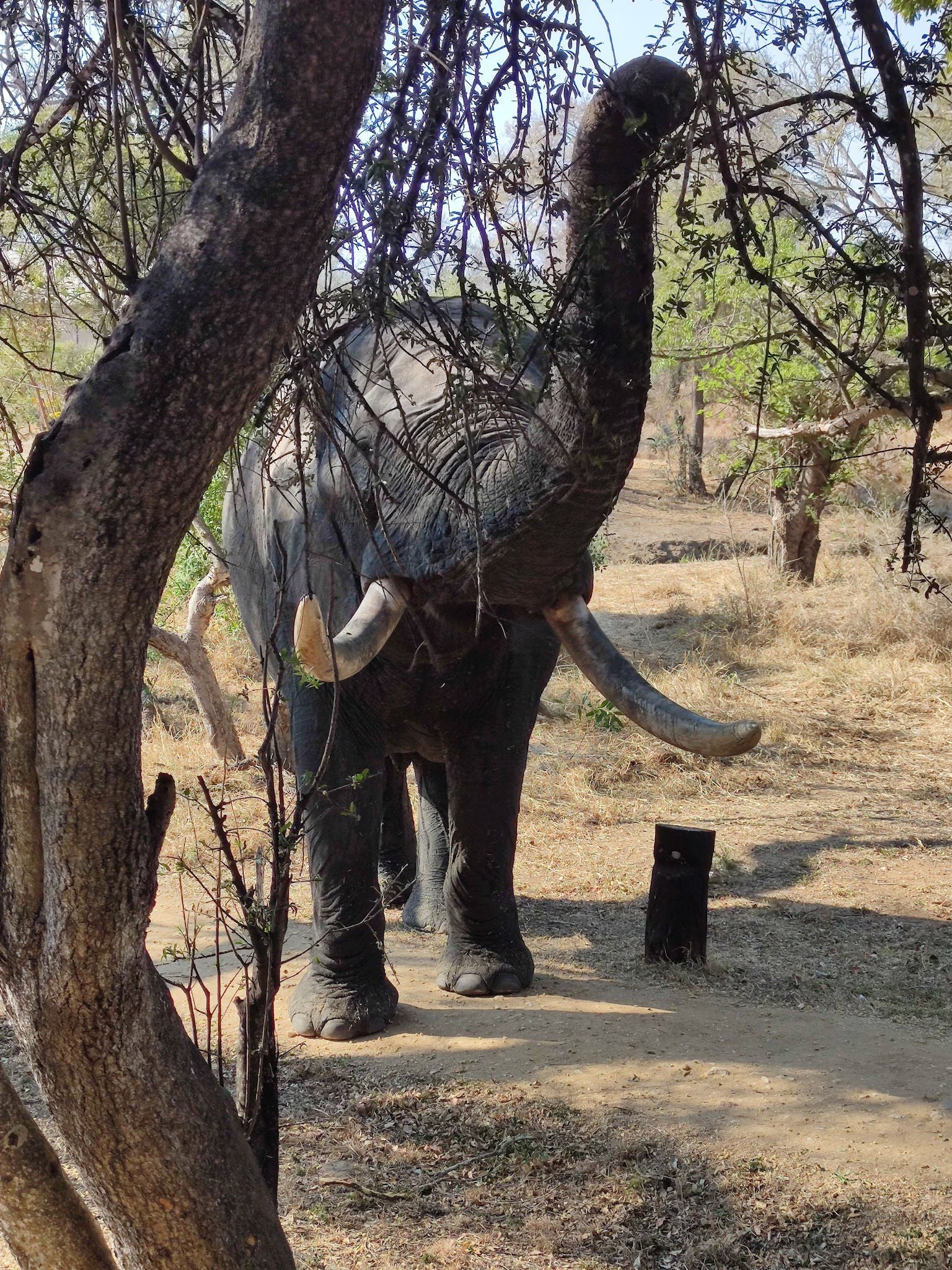  Manyeleti Game Reserve