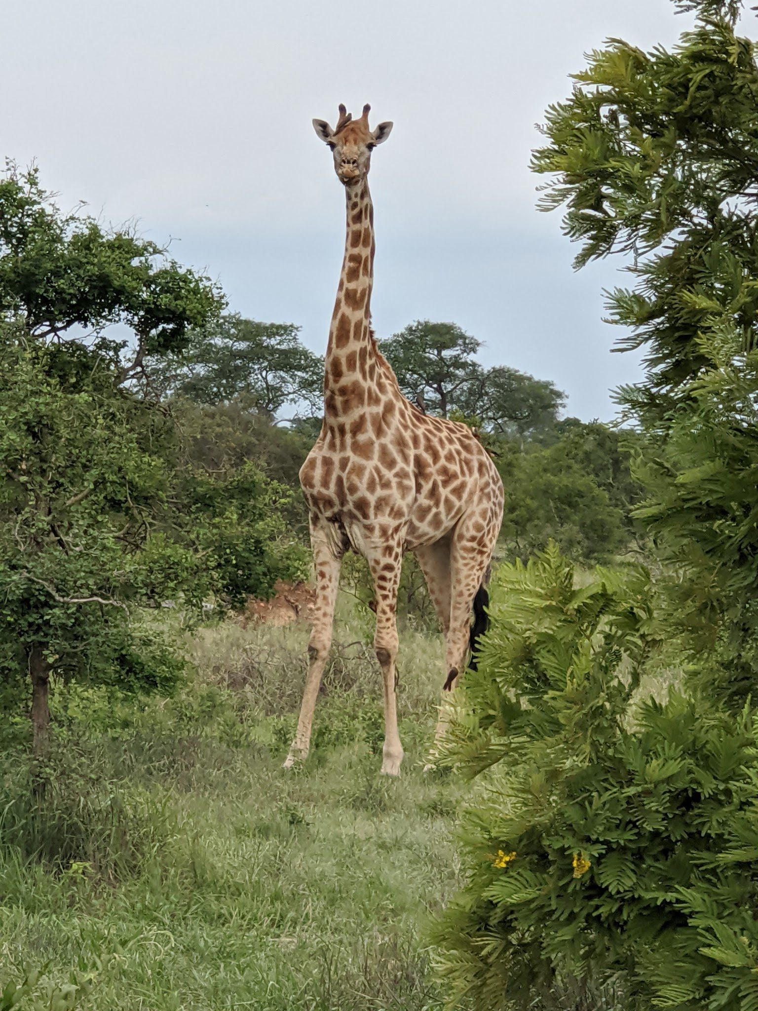  Manyeleti Game Reserve