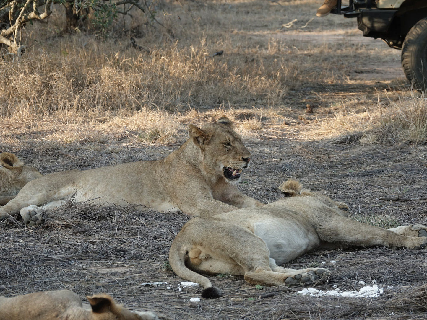  Manyeleti Game Reserve