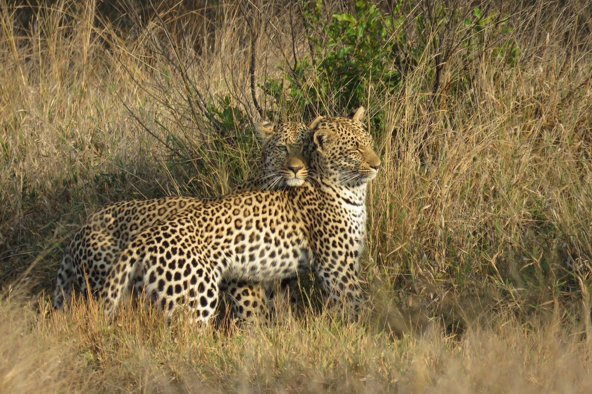  Manyeleti Game Reserve