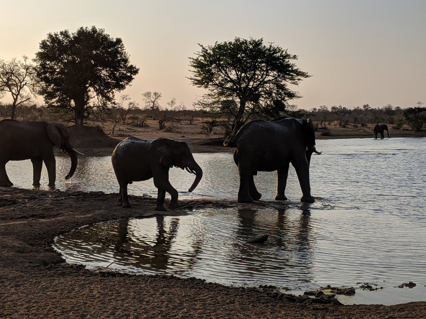  Manyeleti Game Reserve