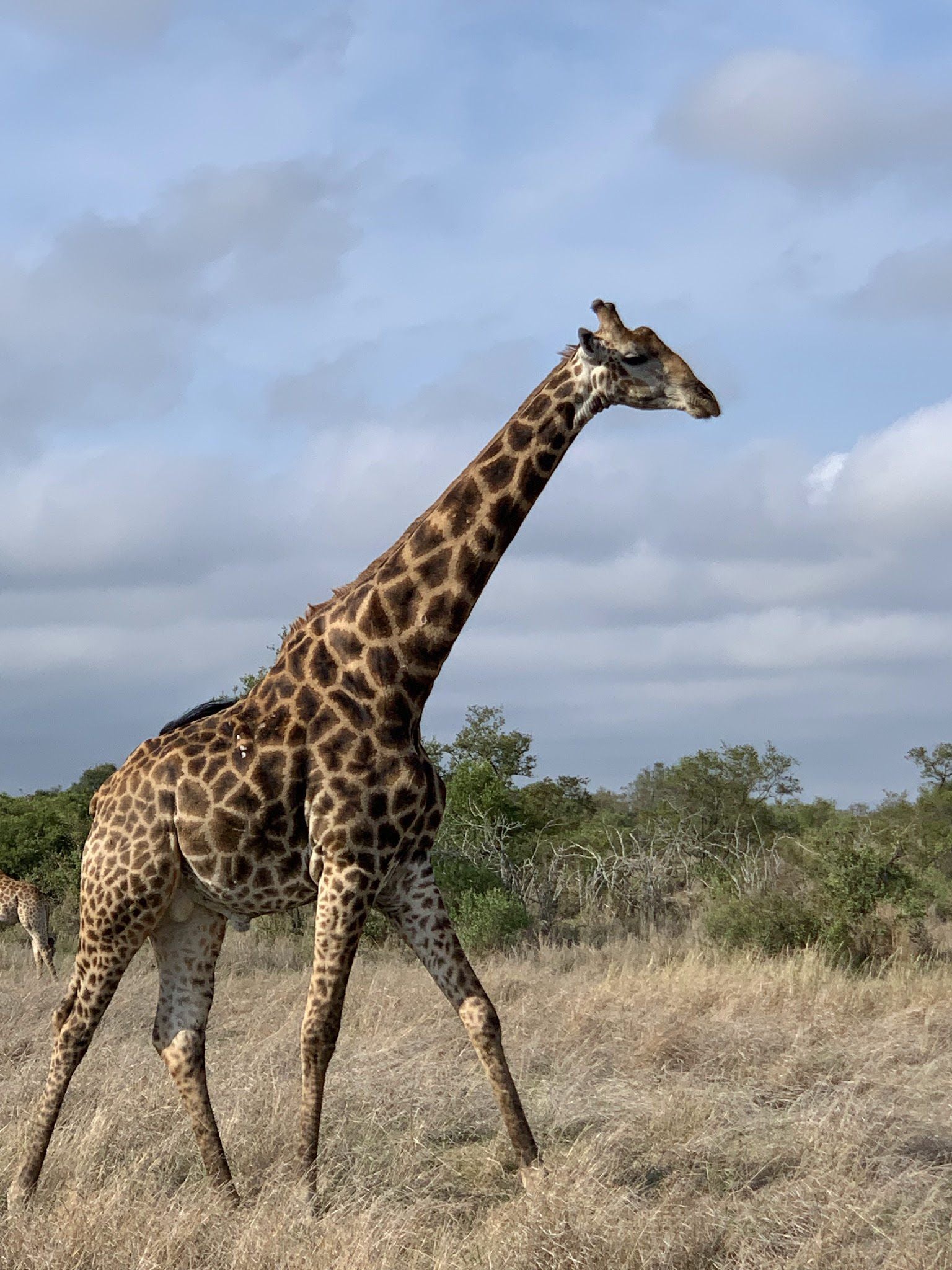  Manyeleti Game Reserve