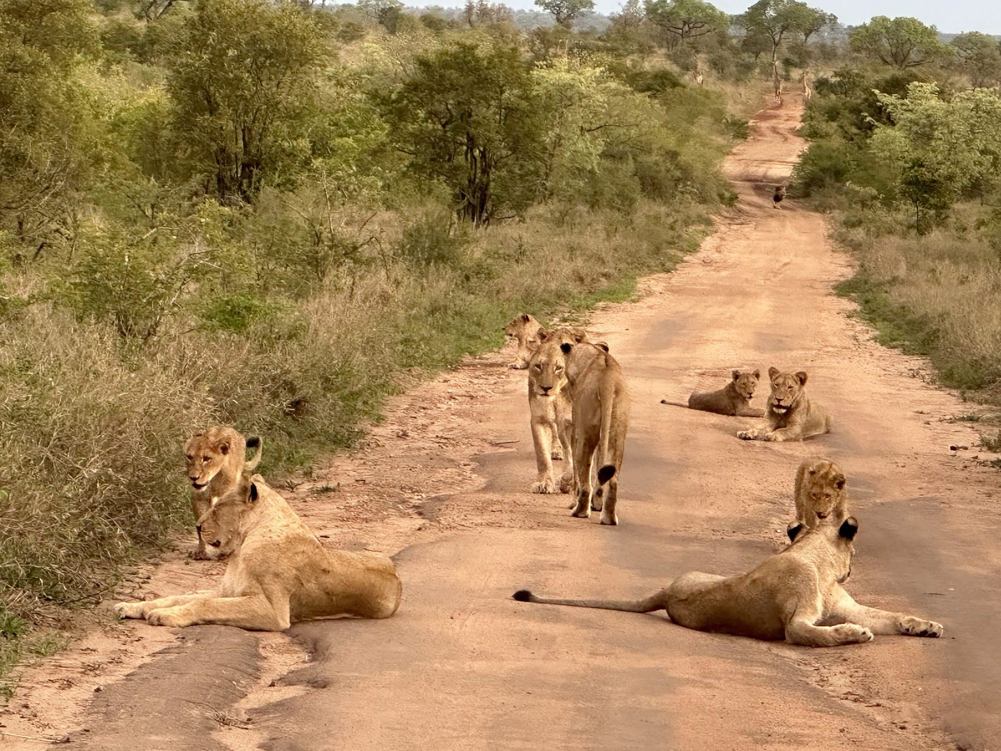  Manyeleti Game Reserve