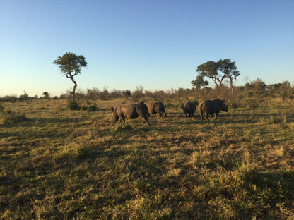  Manyeleti Game Reserve