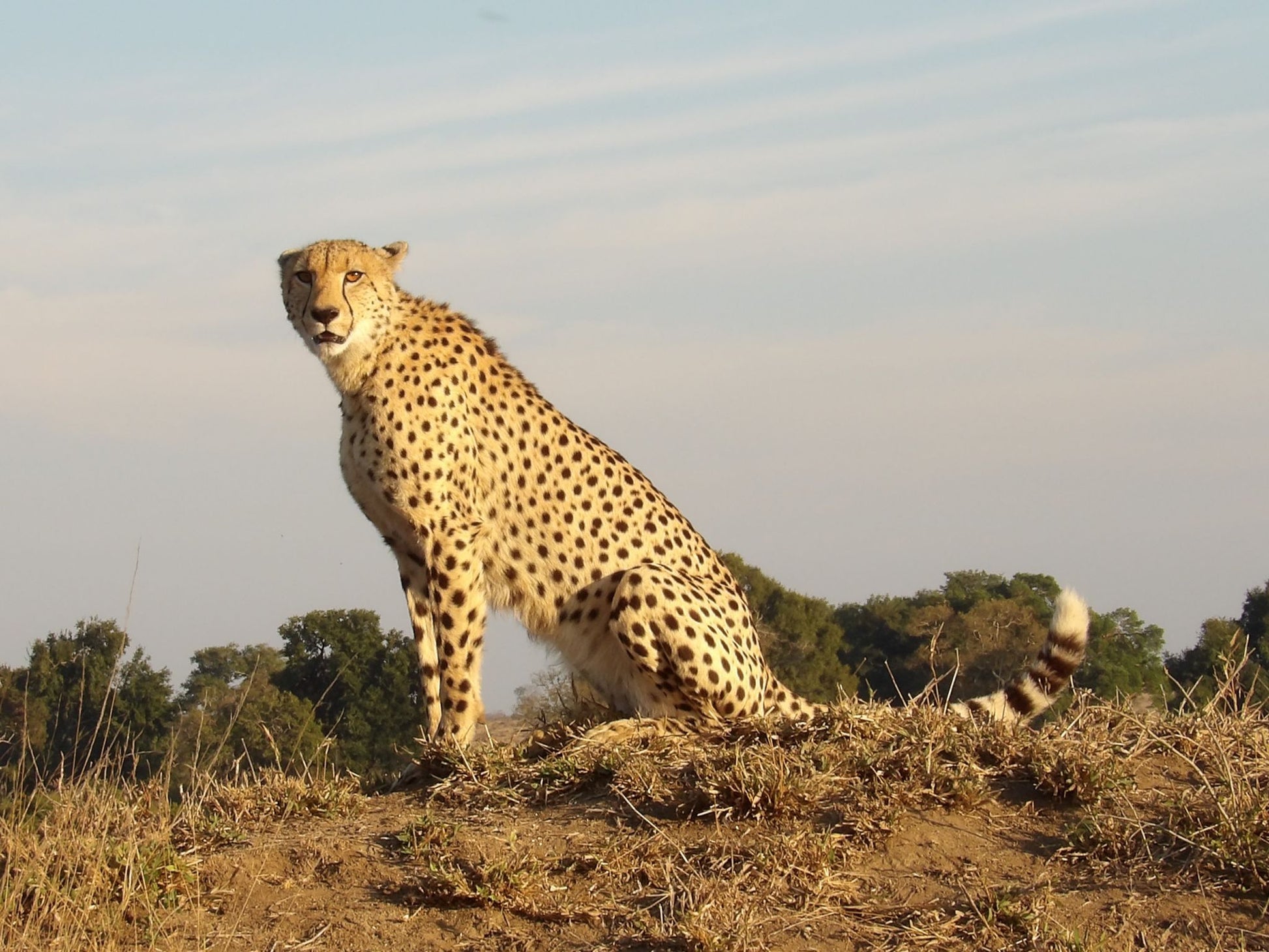  Manyeleti Game Reserve