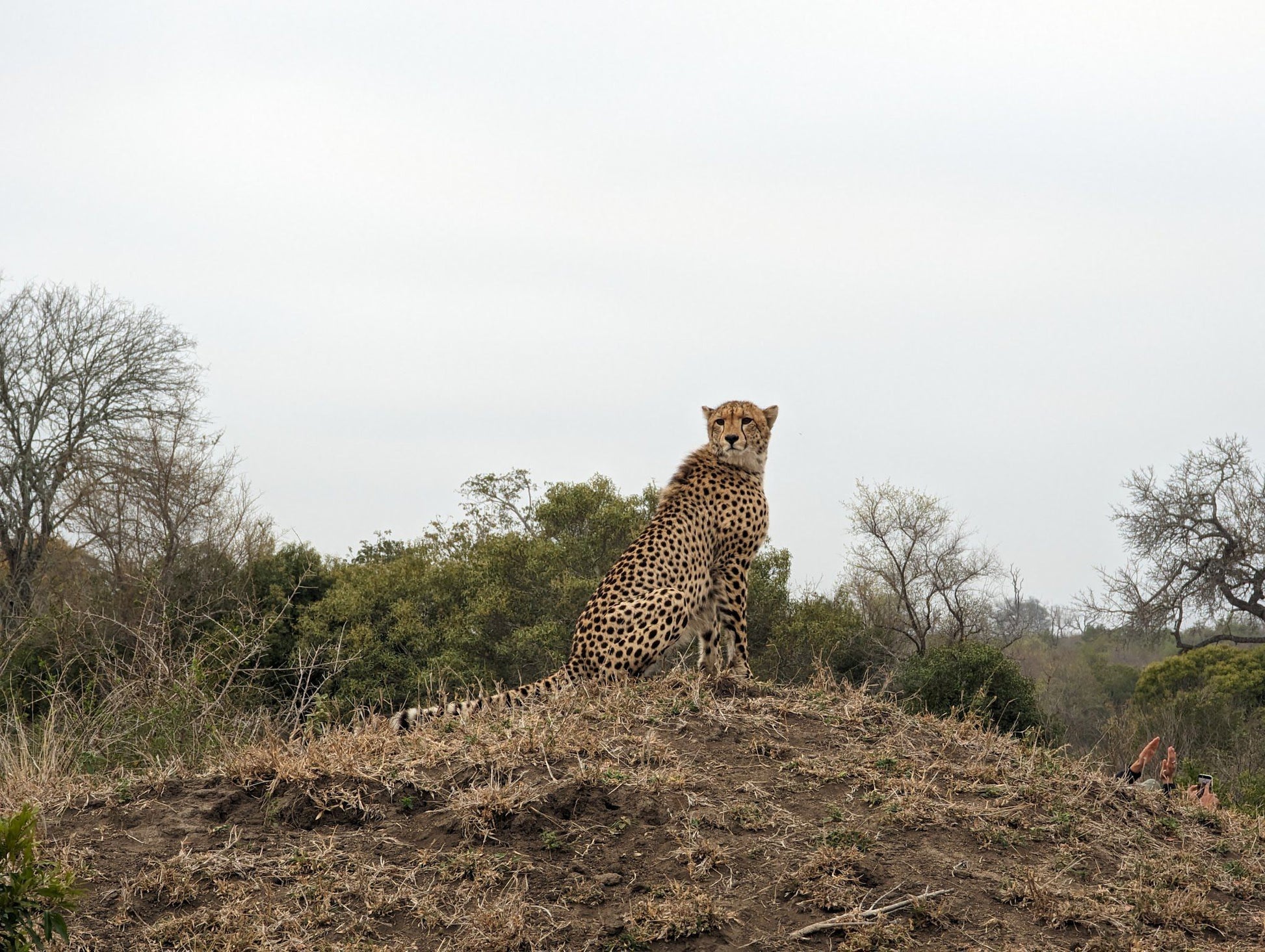  Manyeleti Game Reserve