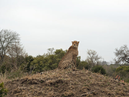  Manyeleti Game Reserve