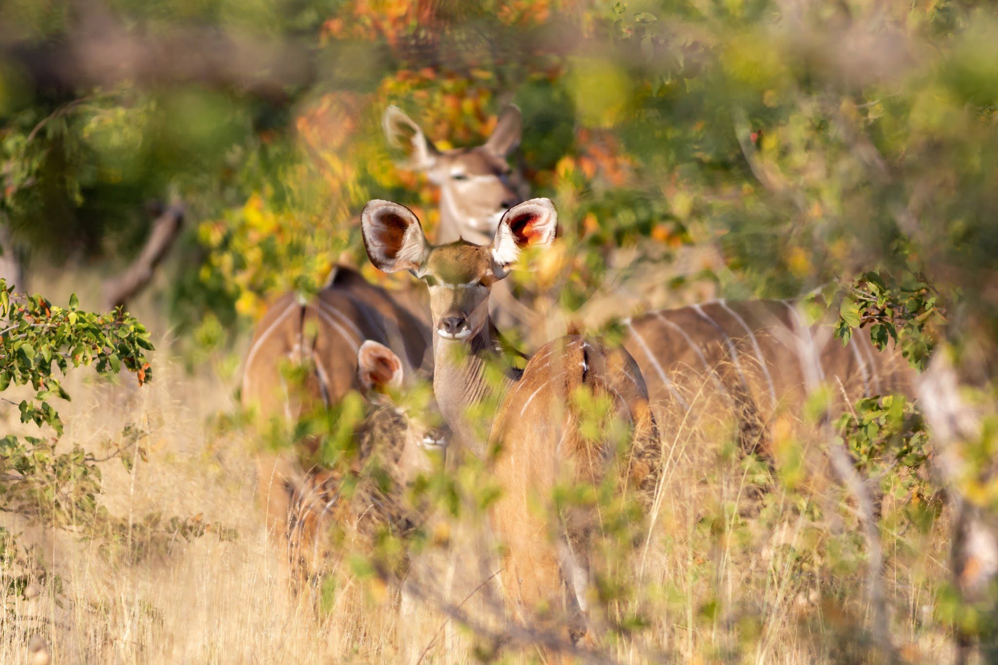  Mapesu Private Game Reserve