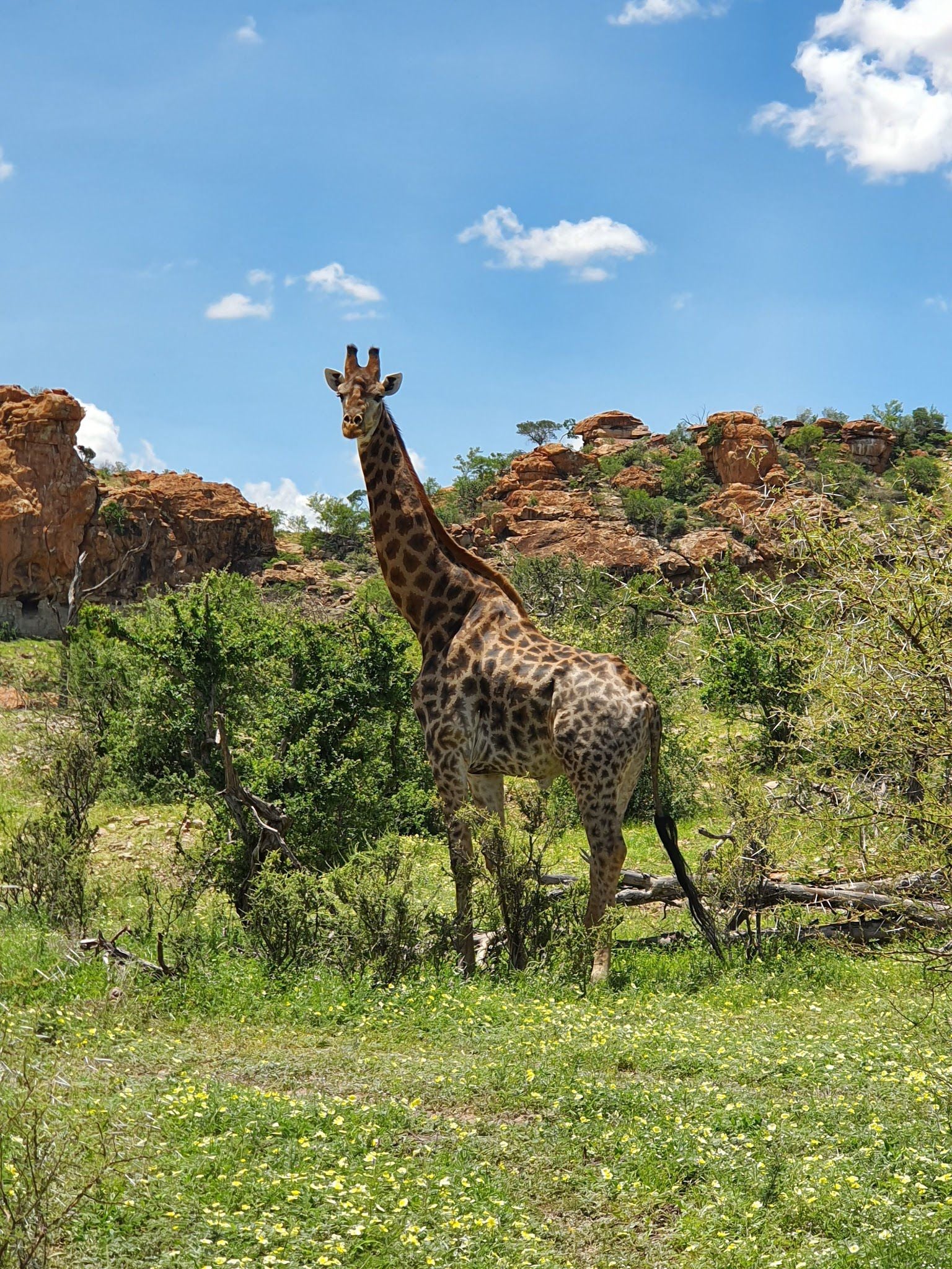  Mapungubwe National Park