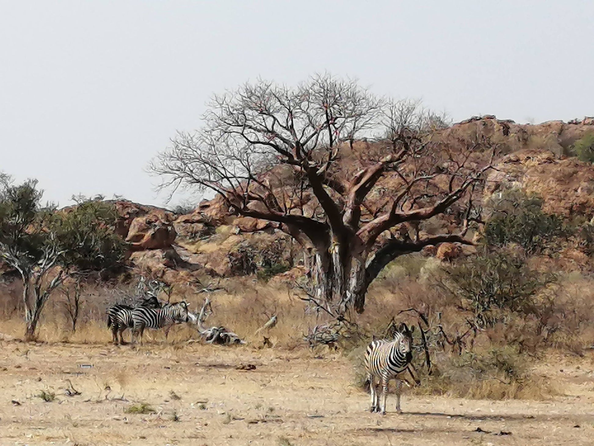  Mapungubwe National Park