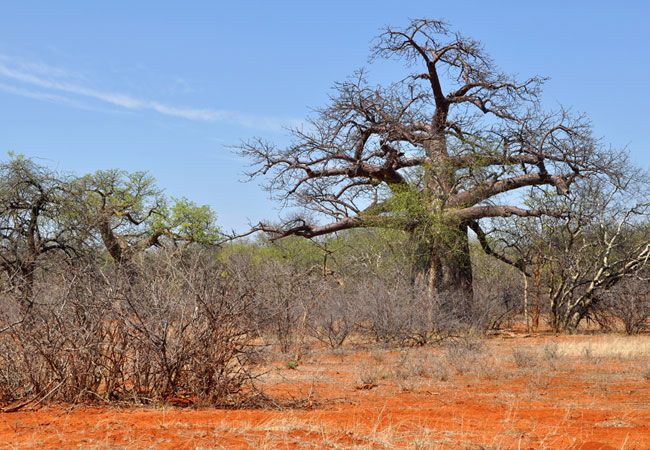  Maremani Nature Reserve