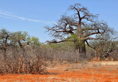  Maremani Nature Reserve