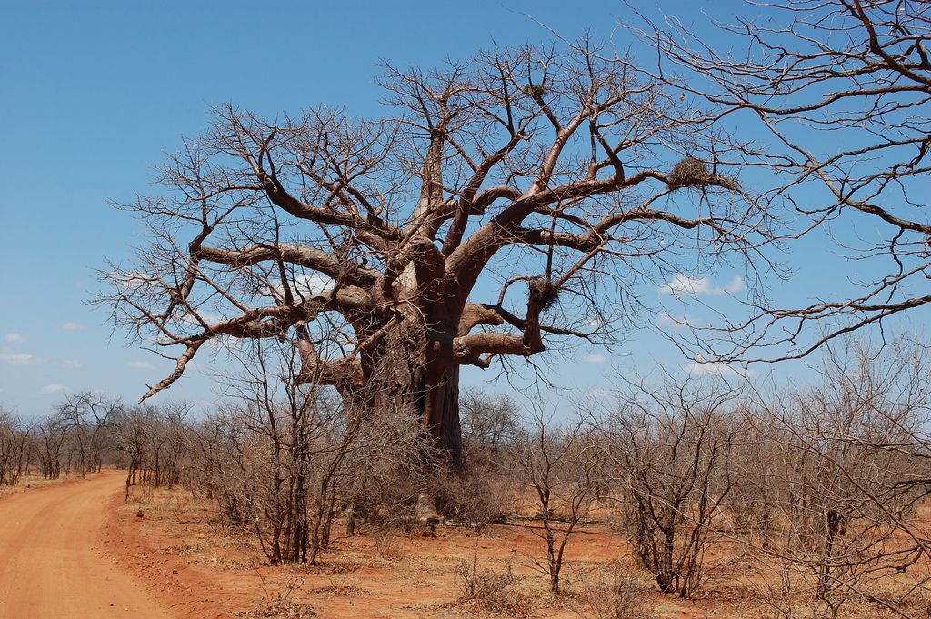  Maremani Nature Reserve