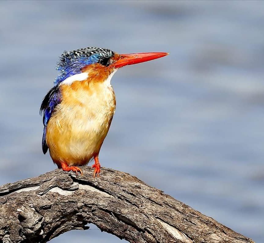  Marievale Bird Sanctuary