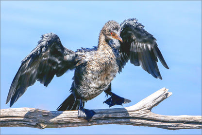  Marievale Bird Sanctuary