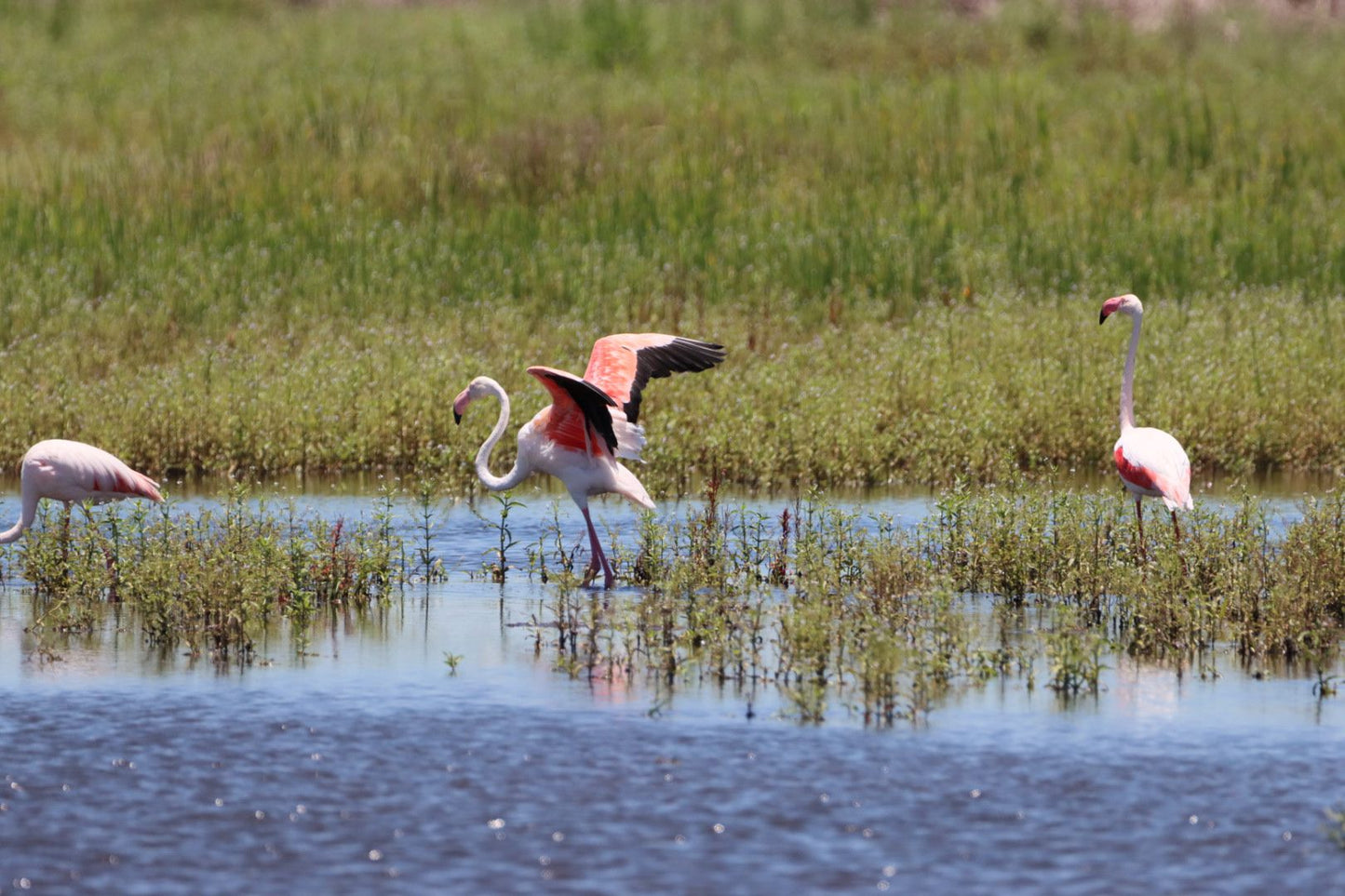  Marievale Bird Sanctuary