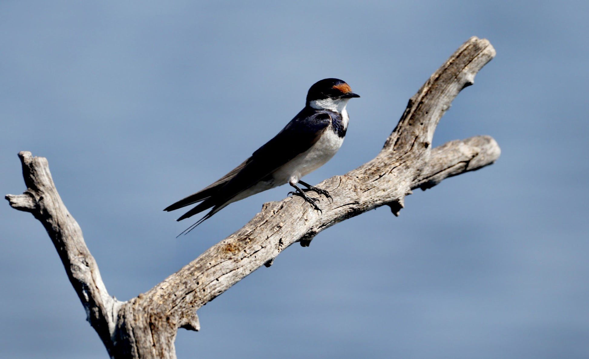  Marievale Bird Sanctuary