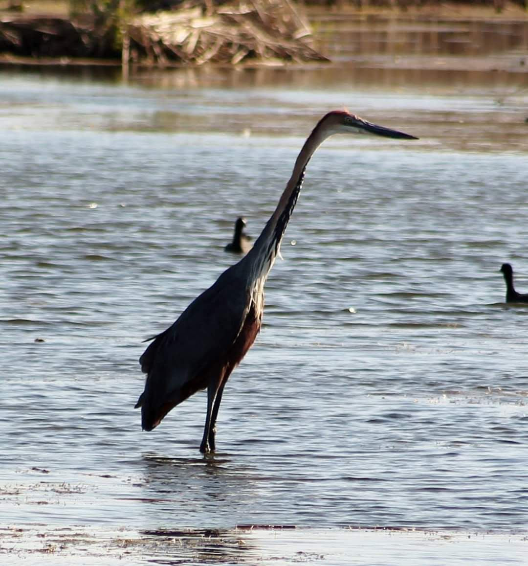  Marievale Bird Sanctuary