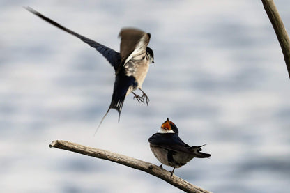  Marievale Bird Sanctuary