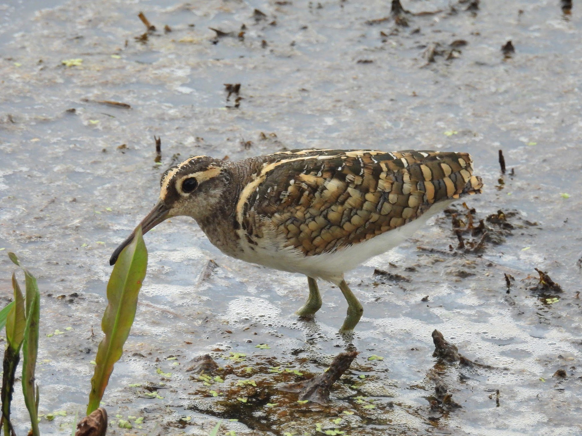  Marievale Bird Sanctuary