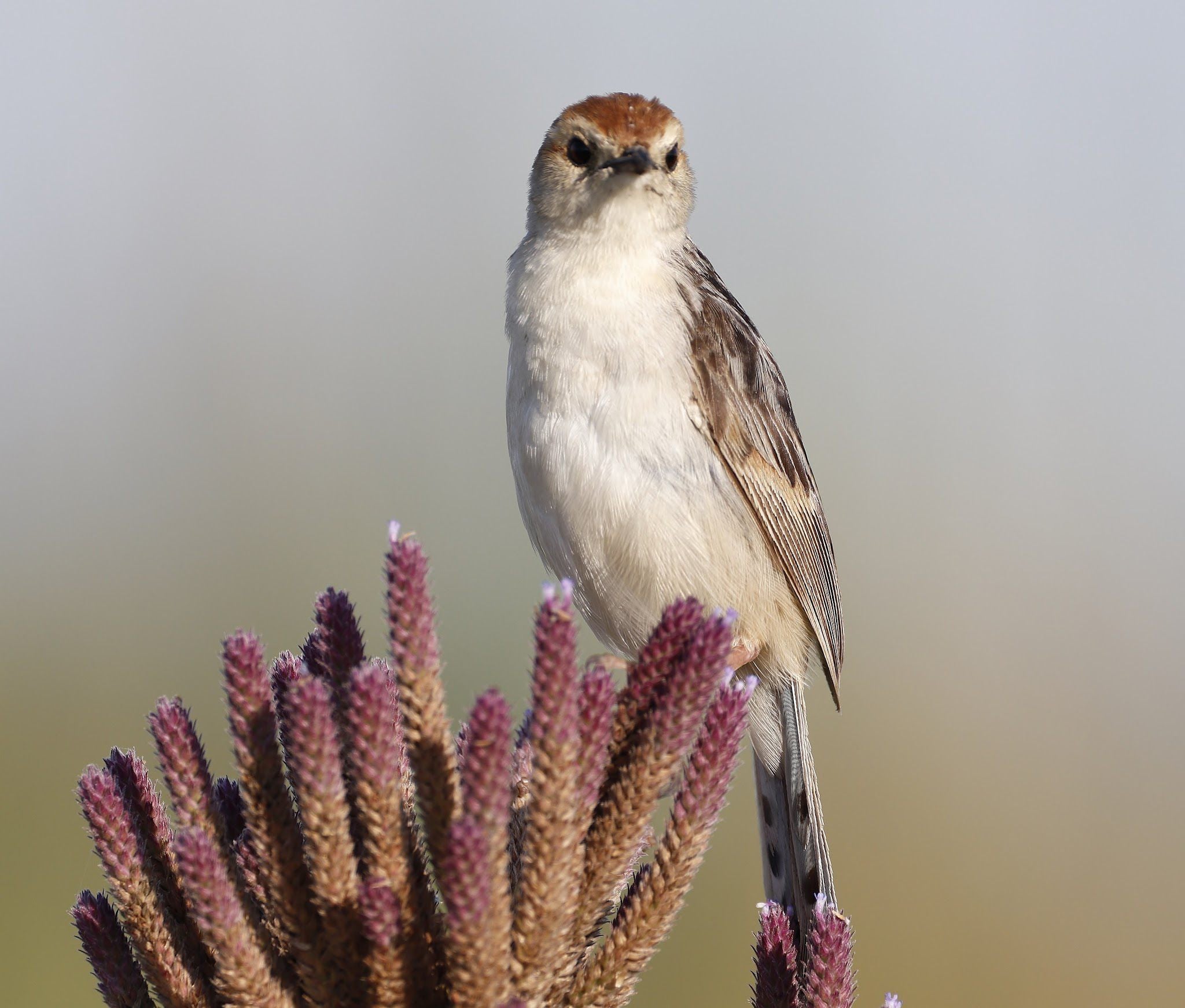  Marievale Bird Sanctuary