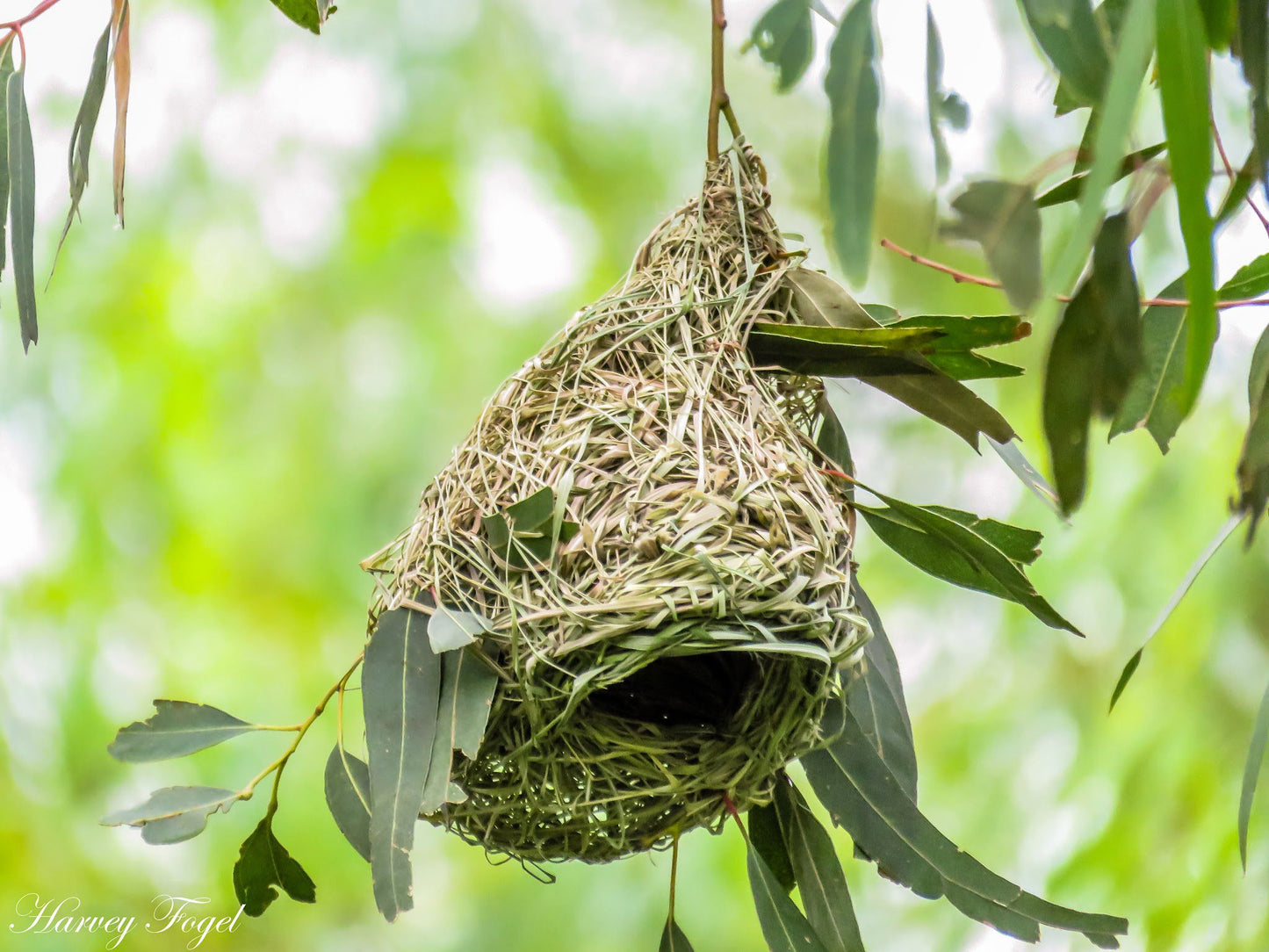  Marievale Bird Sanctuary