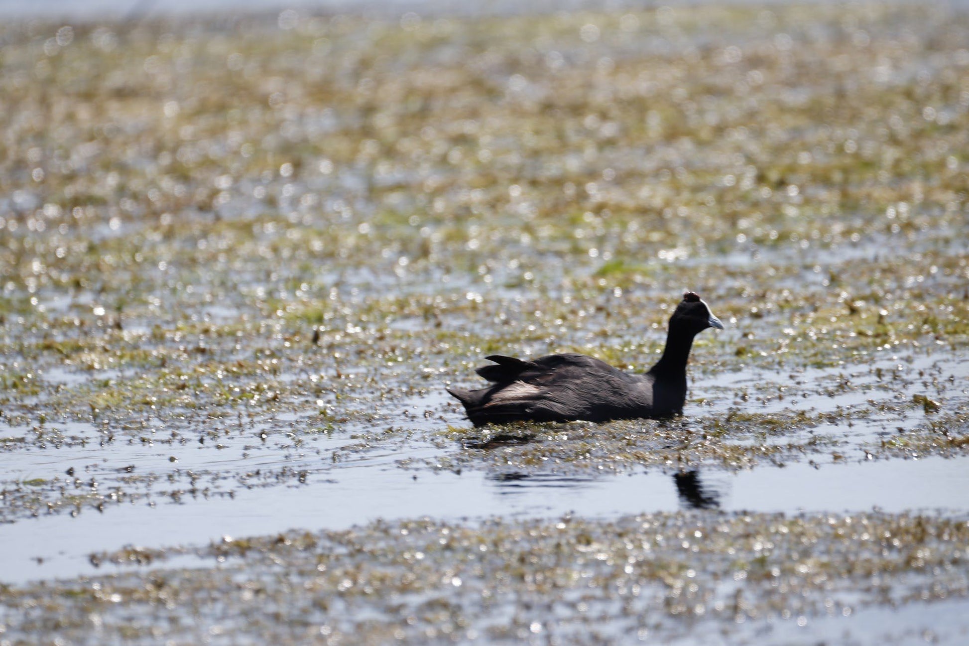  Marievale Bird Sanctuary