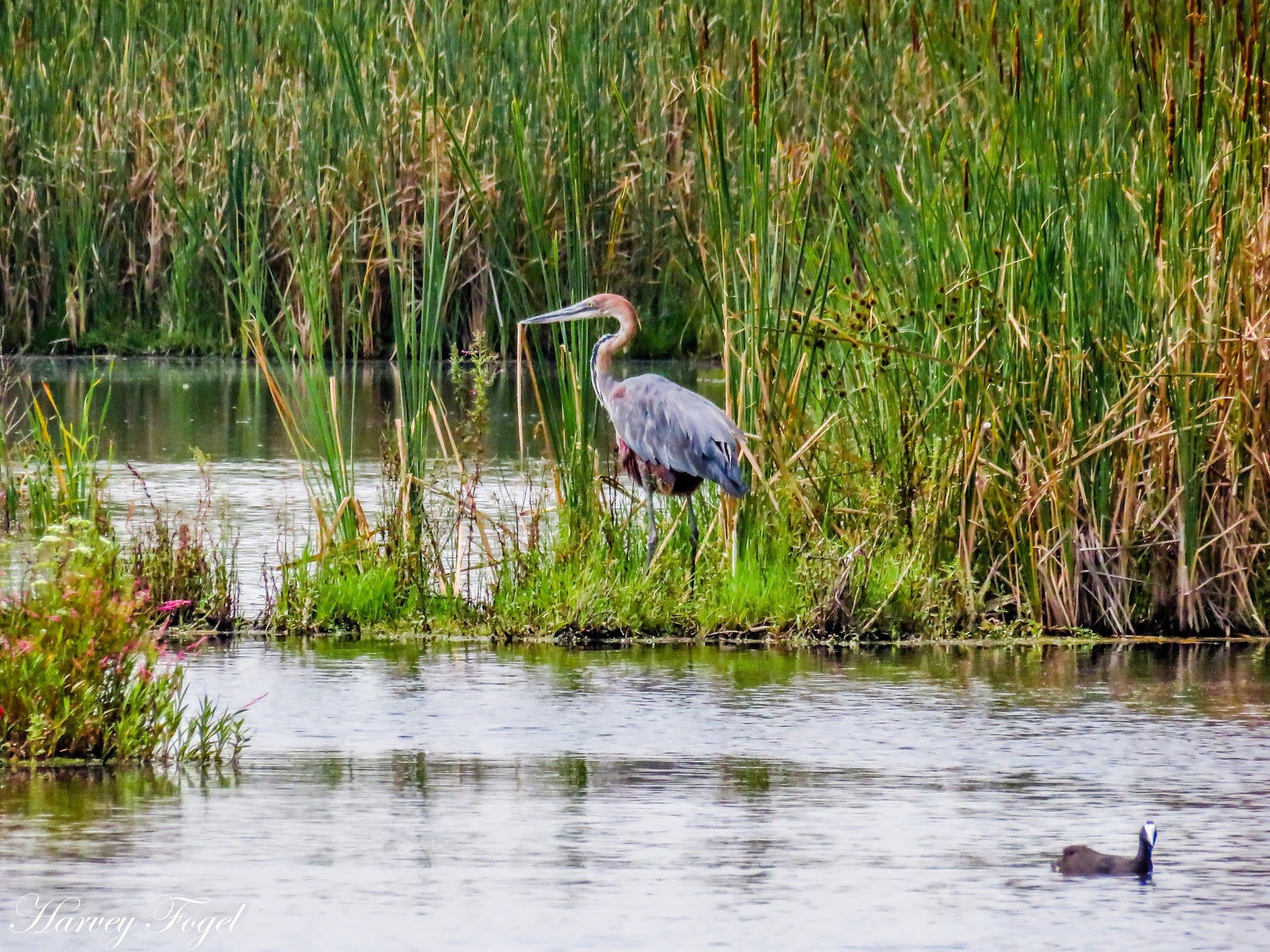  Marievale Bird Sanctuary