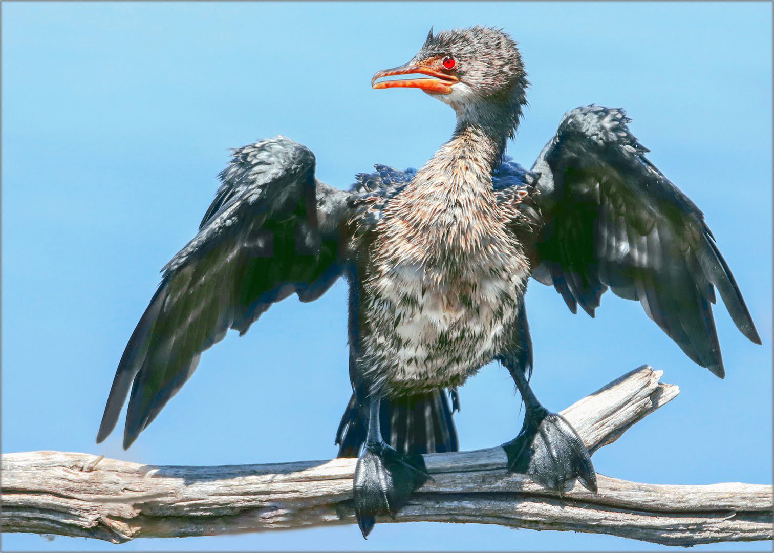  Marievale Bird Sanctuary