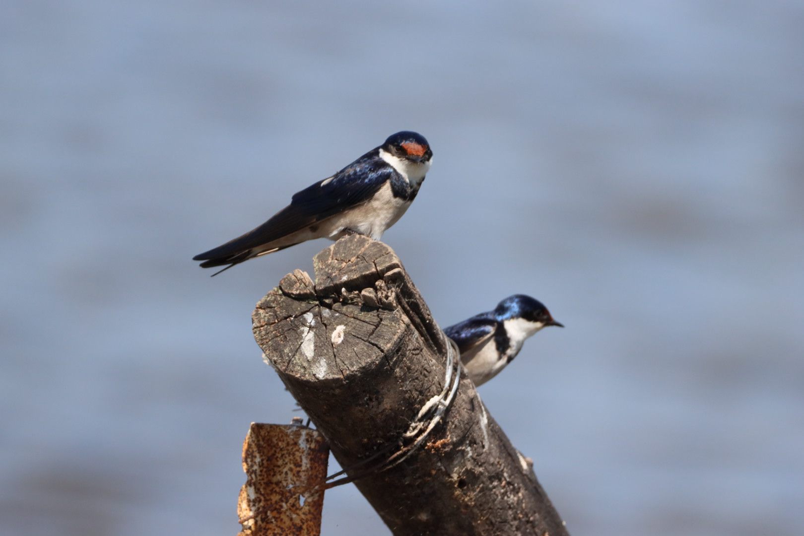  Marievale Bird Sanctuary