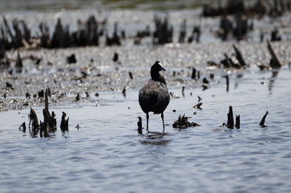  Marievale Bird Sanctuary