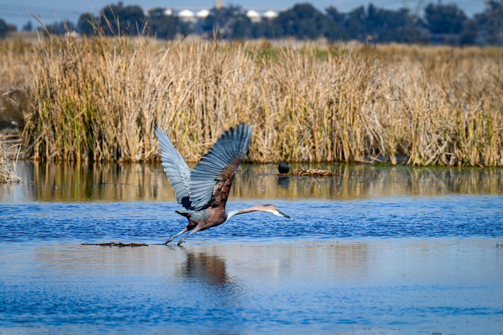  Marievale Bird Sanctuary