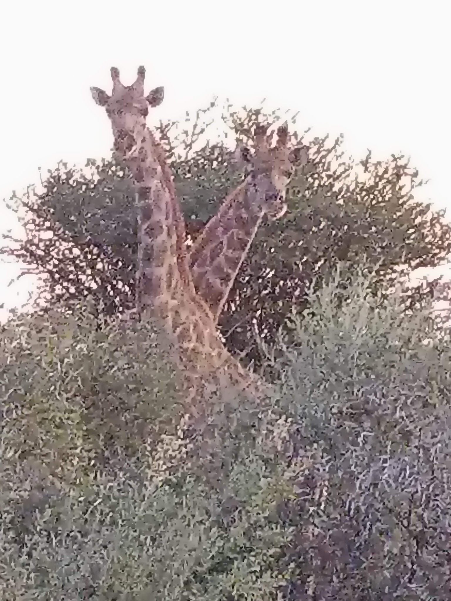  Mattanu Private Game Reserve