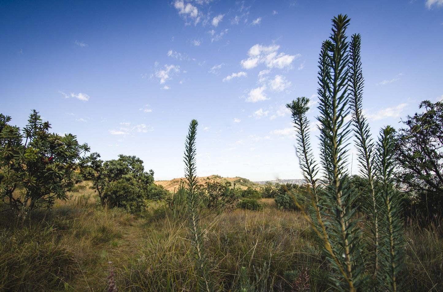  Melville Koppies Nature Reserve