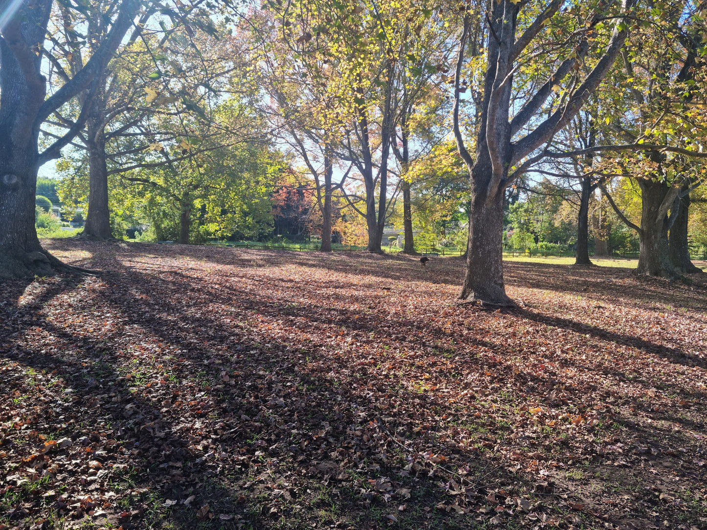  Memorial Park