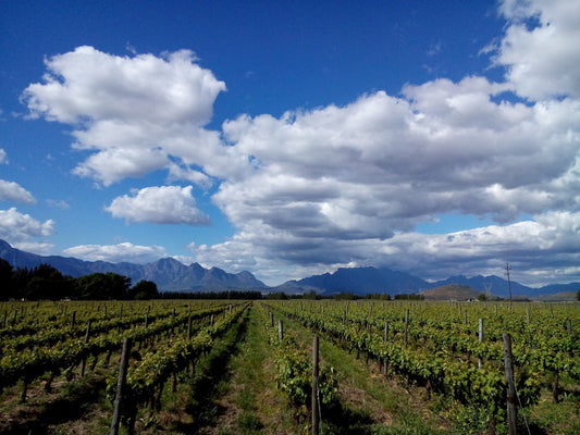  Merwida Wine Cellar (Production Facility)