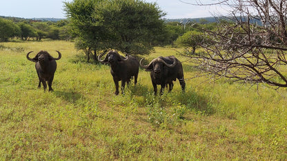  Mhara Game Lodge