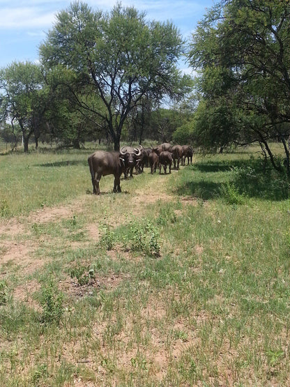  Mhara Game Lodge