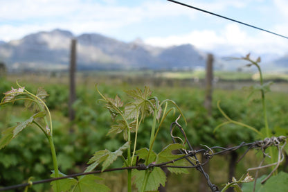  Middelvlei Wine Estate