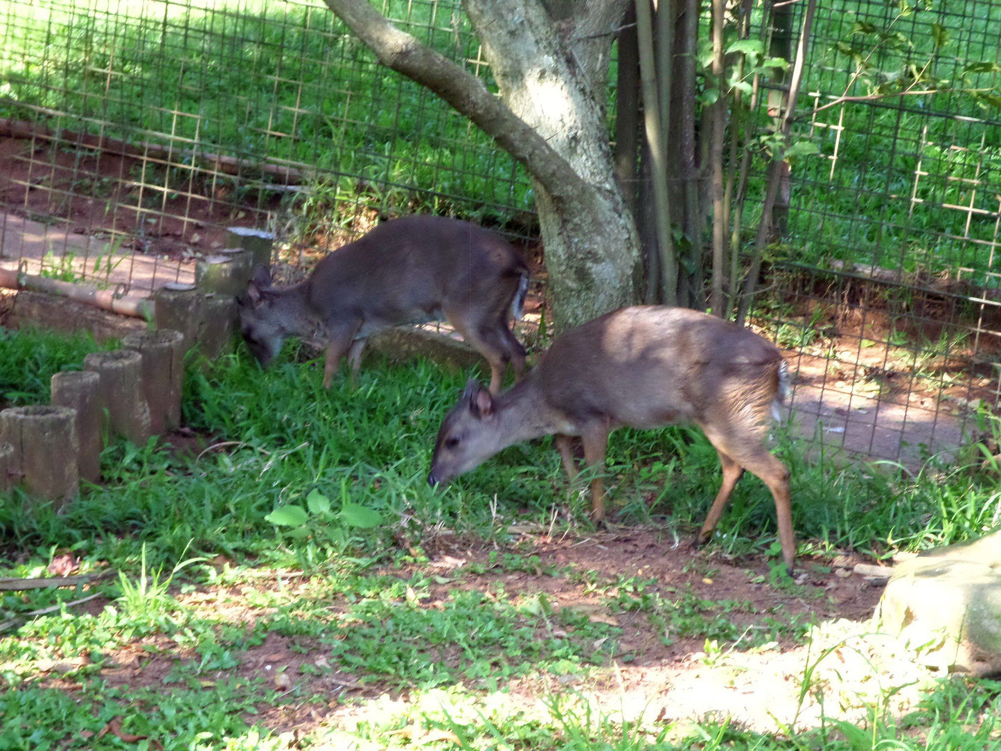  Mitchell Park Zoo