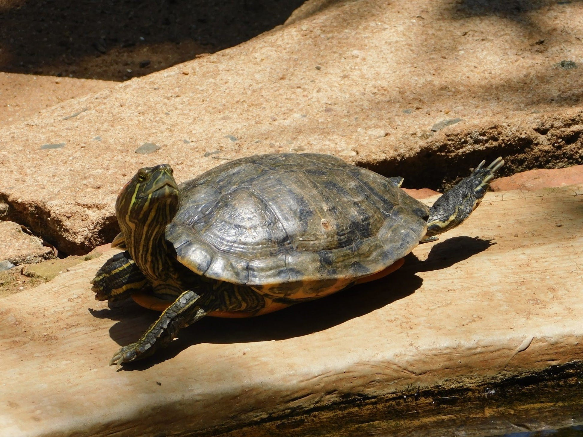  Mitchell Park Zoo