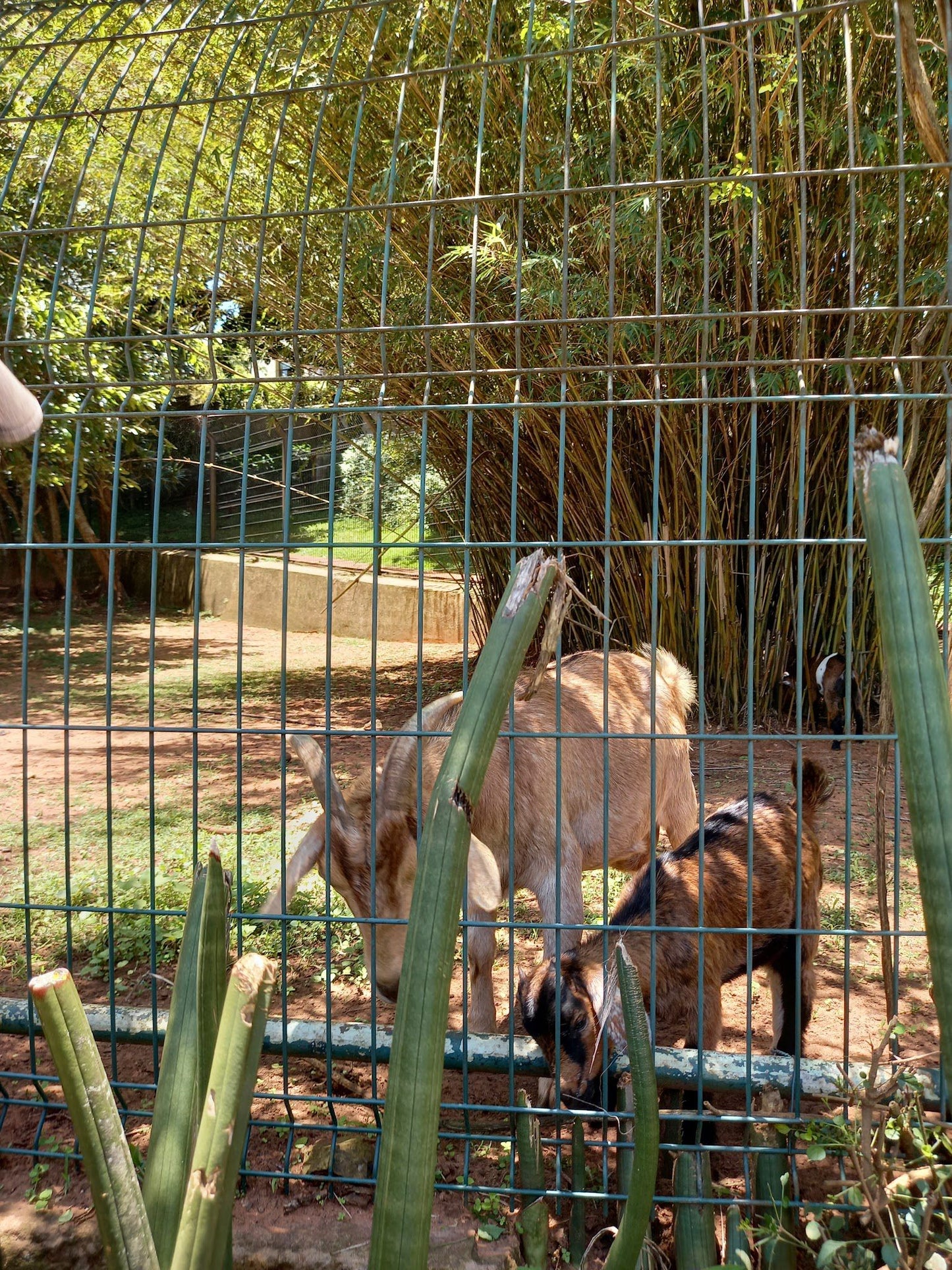  Mitchell Park Zoo