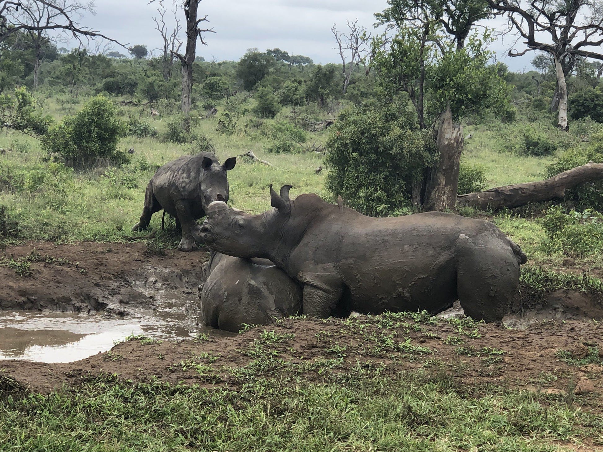  Mjejane Private Game Reserve