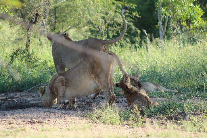  Mjejane Private Game Reserve