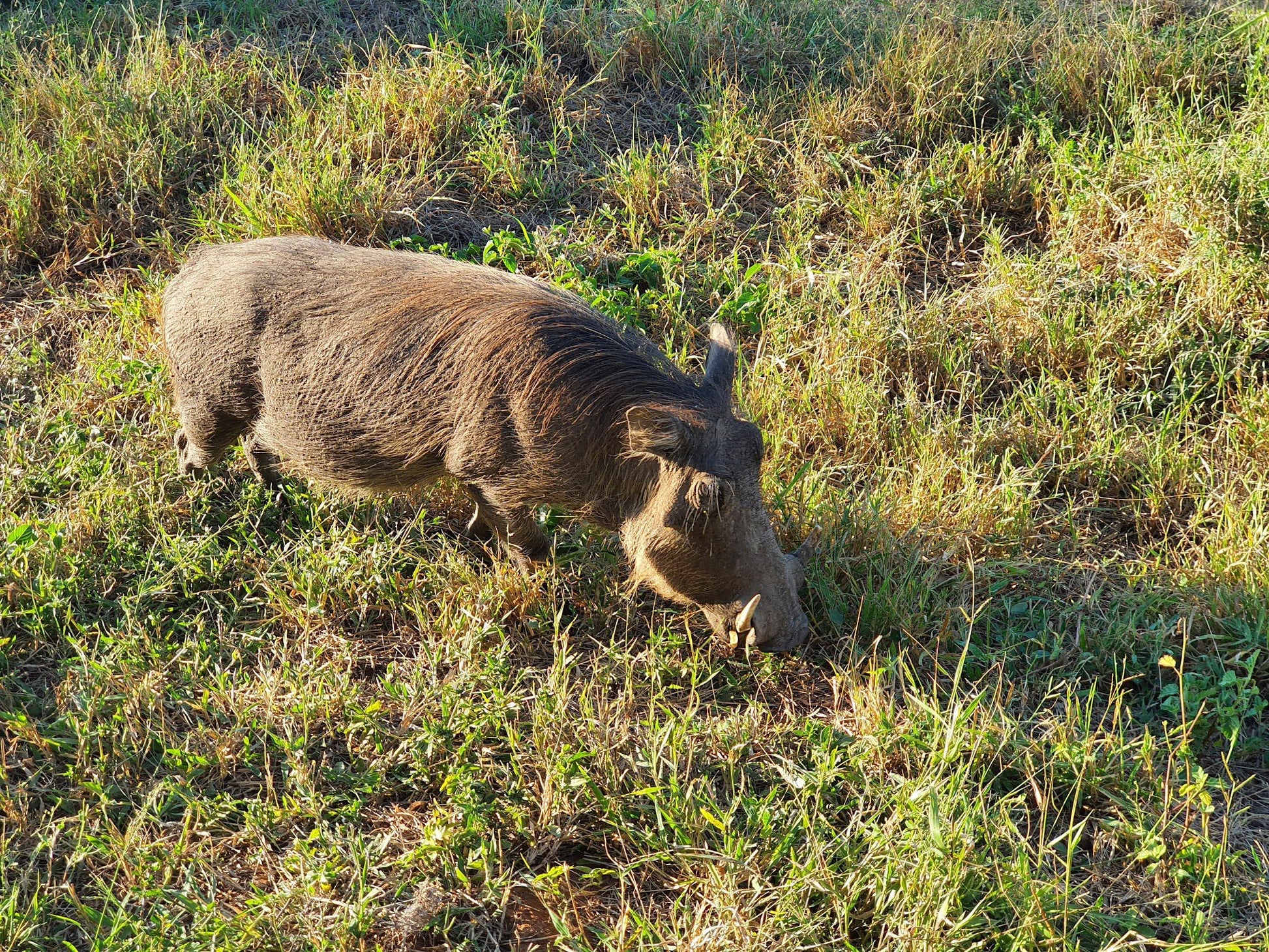  Mjejane Private Game Reserve