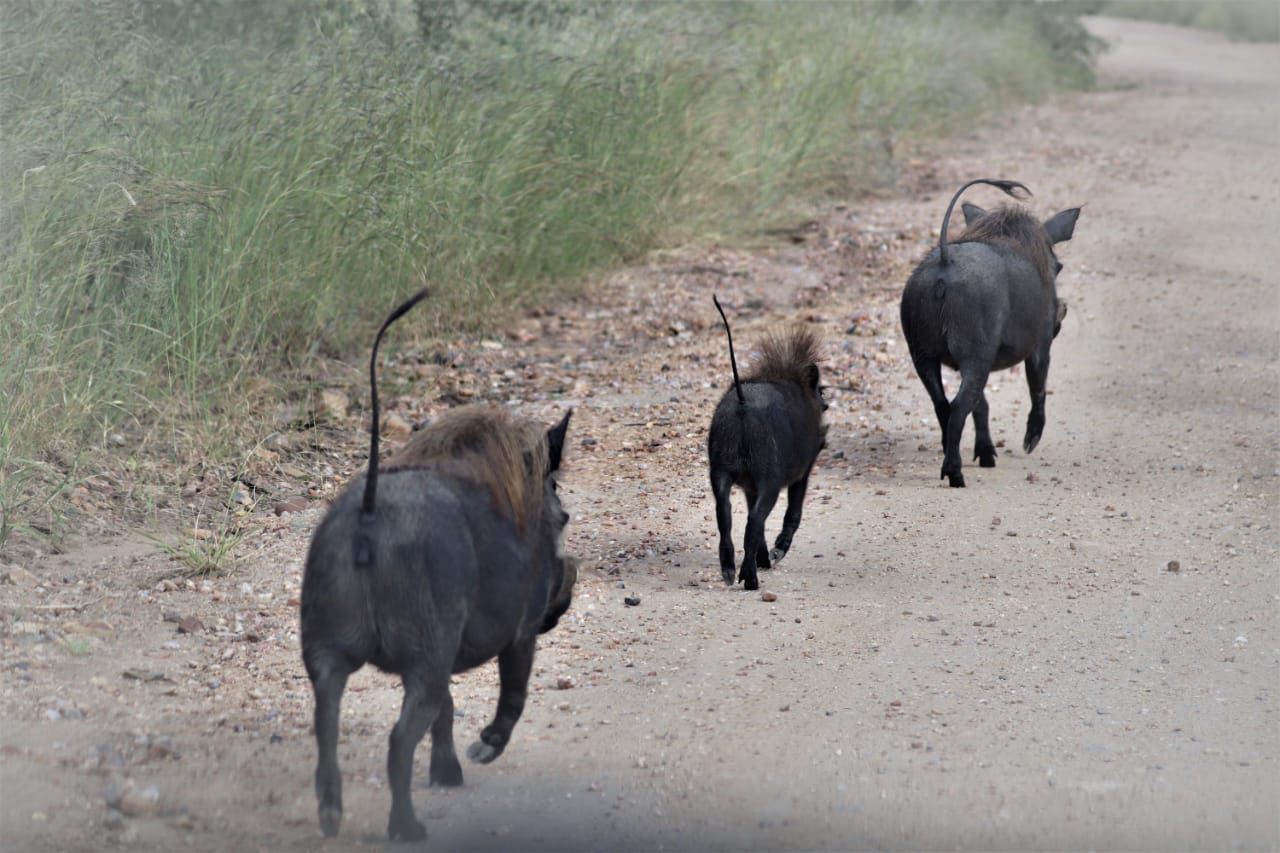  Mjejane Private Game Reserve