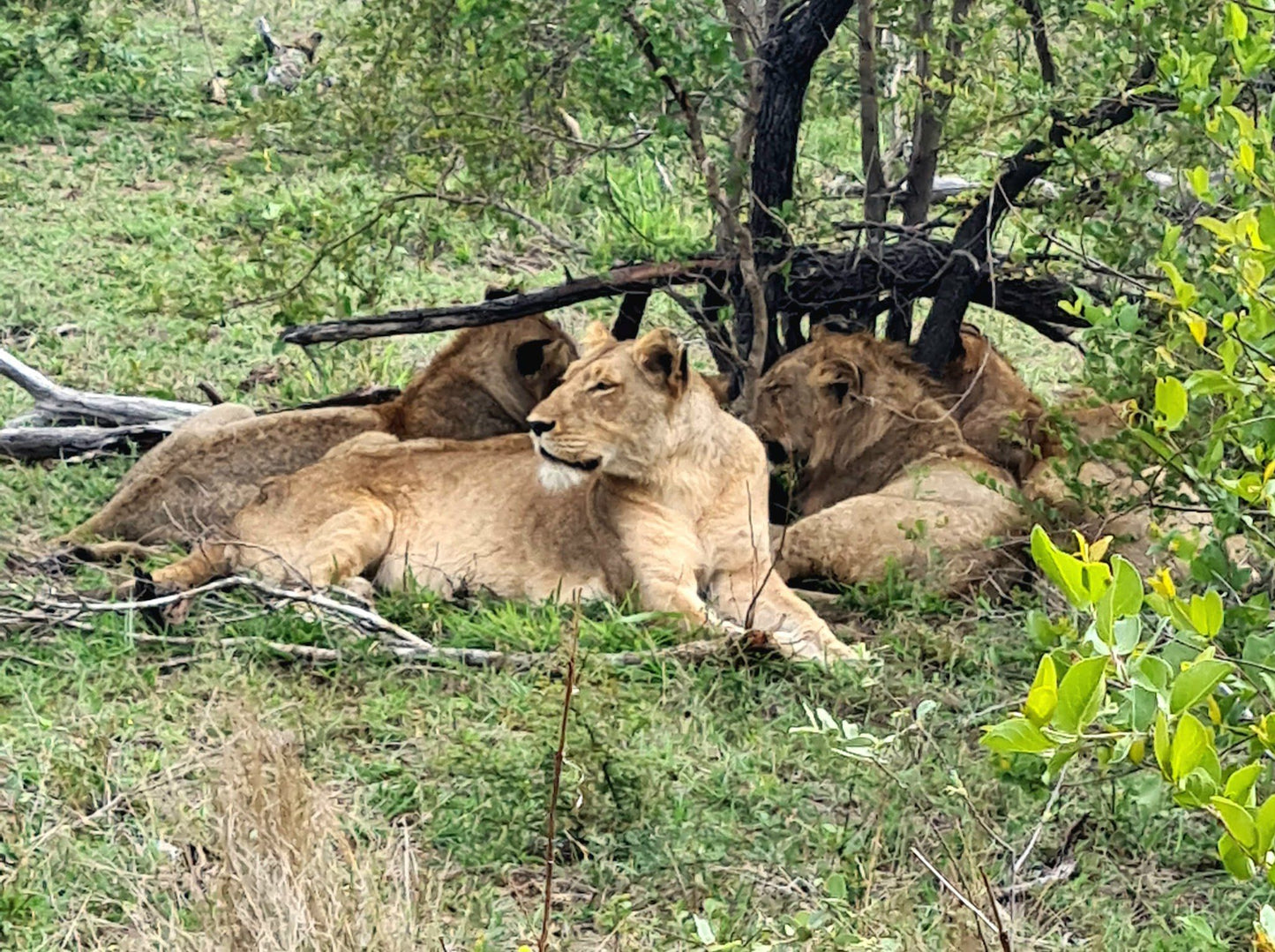  Mjejane Private Game Reserve