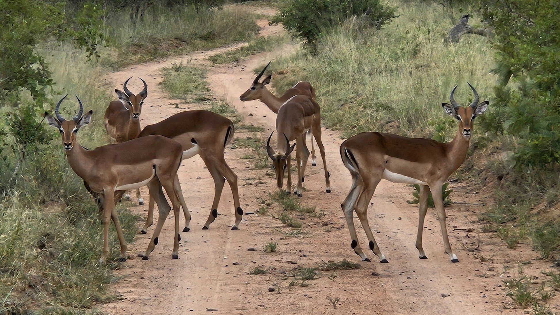  Mjejane Private Game Reserve