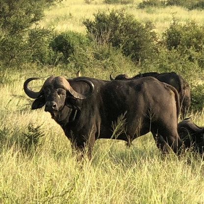  Mjejane Private Game Reserve